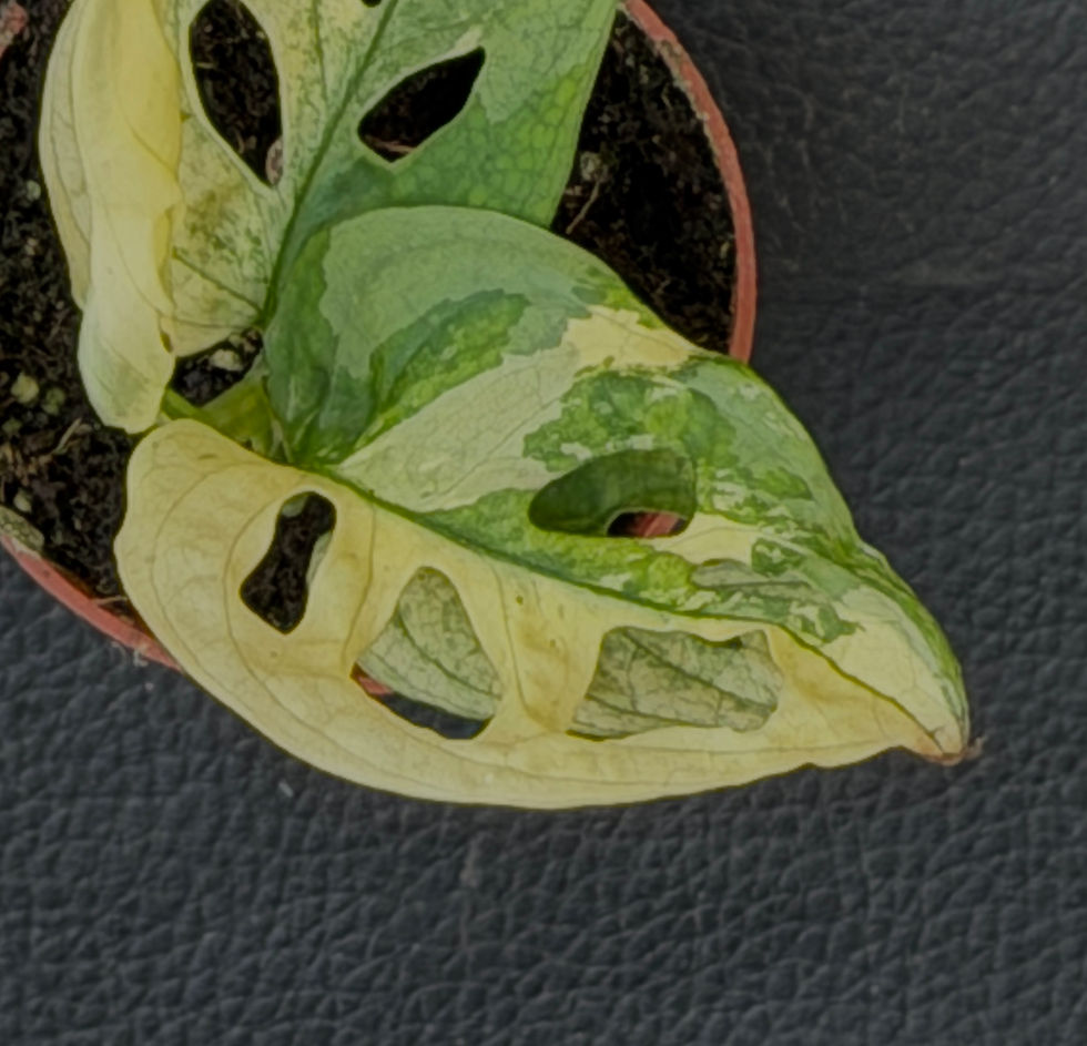 Miniatura: MONSTERA ADANSONII VARIEGATED  BABY