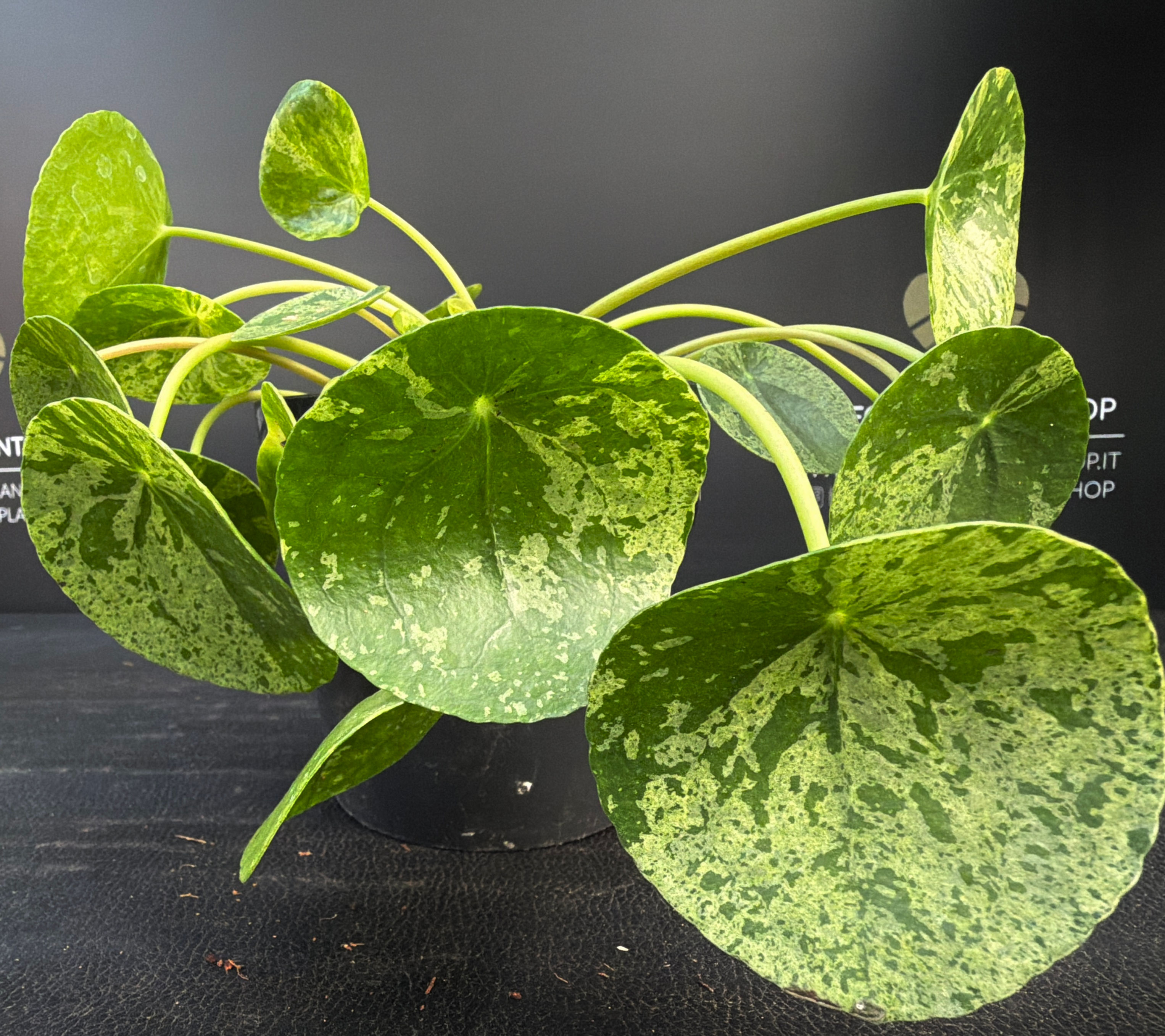 PILEA MOJITO