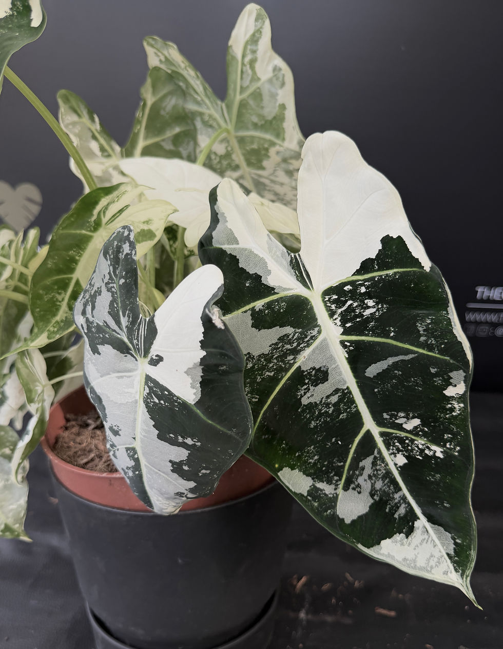 Miniatura: ALOCASIA FRYDEK VARIEGATED GIANT 3