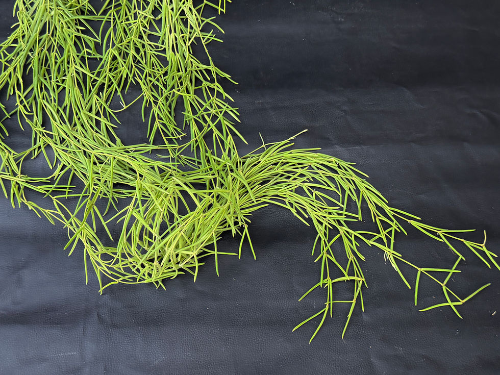 Miniatura: HOYA LINEARIS XL BASKET 8