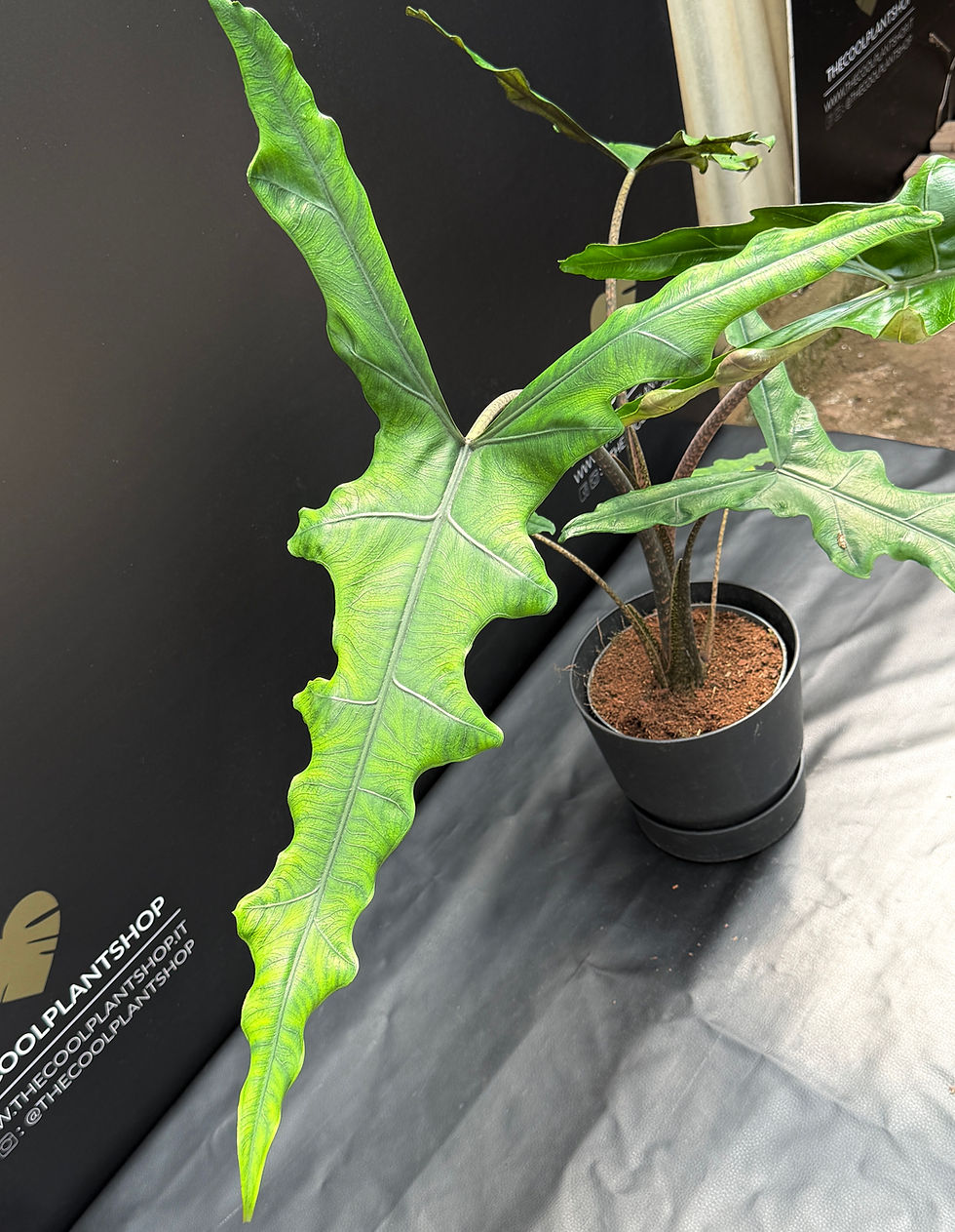 Miniatura: ALOCASIA SABRINA NARROW XL