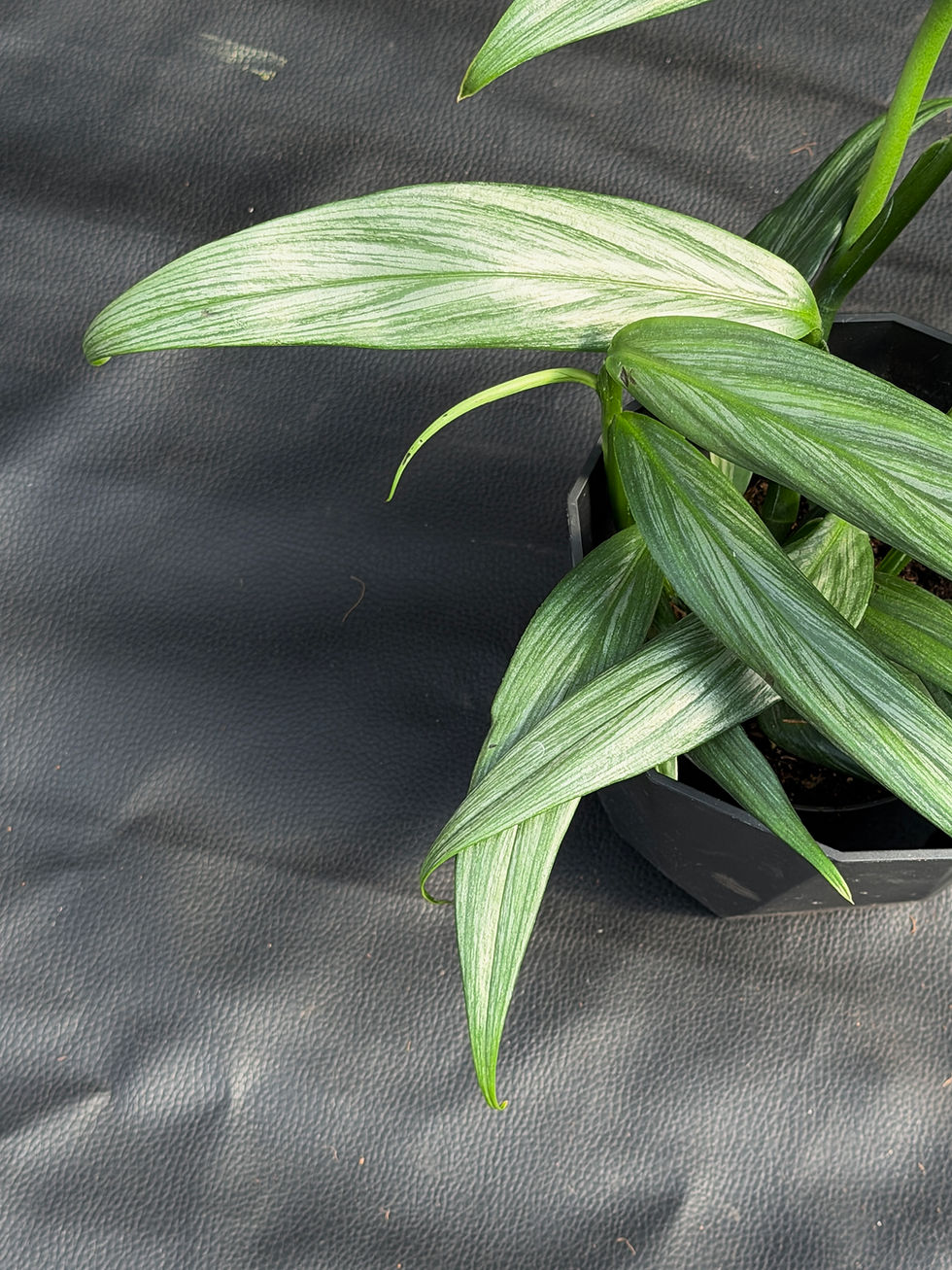 Miniatura: EPIPREMNUM AMPLISSIMUM SILVER