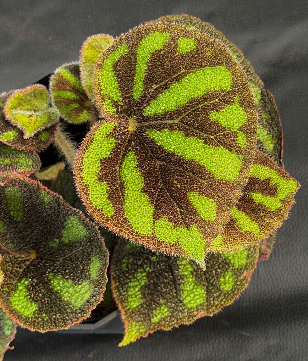 Miniatura: BEGONIA MASONIANA BOULDER LARGE