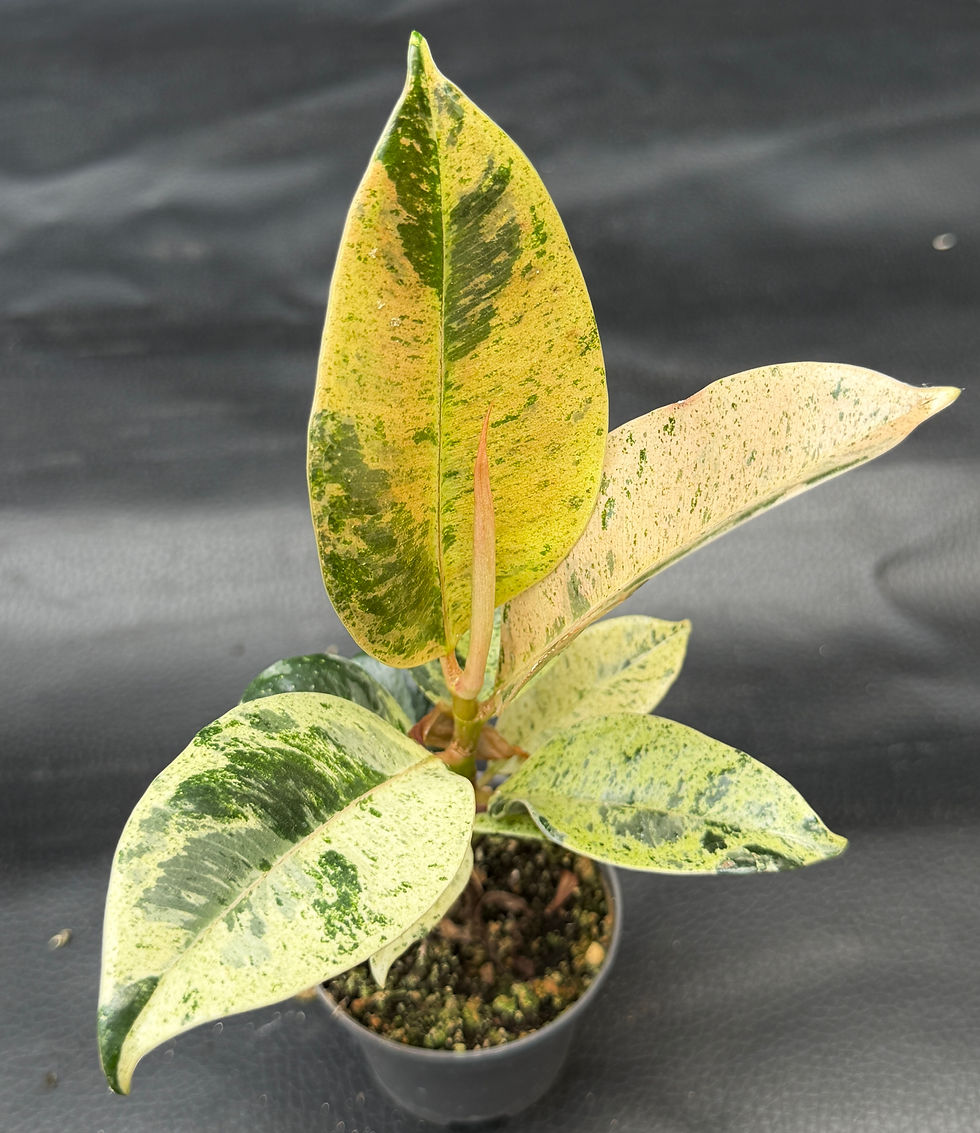 Miniatura: FICUS ELASTICA SHIVEREANA BABY