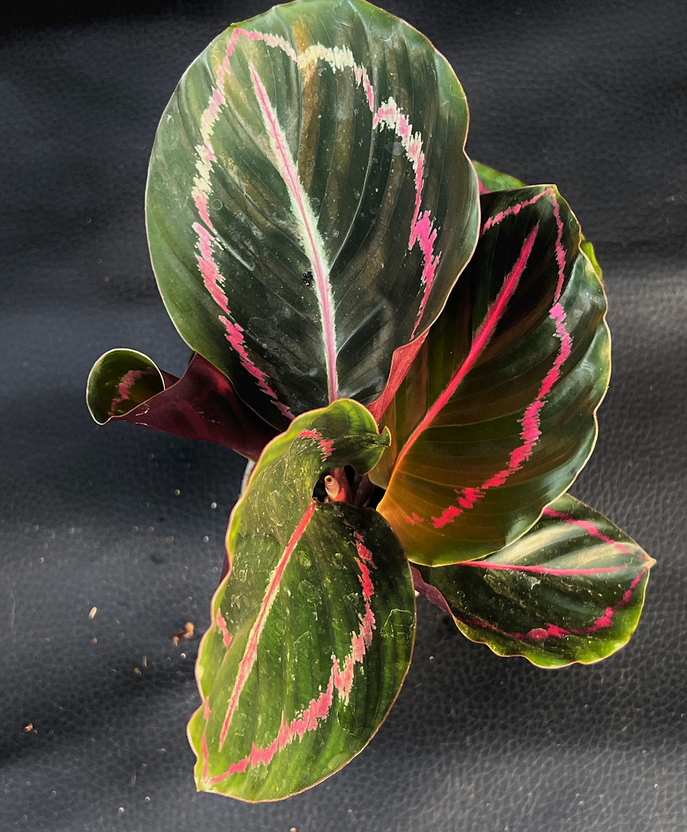 Miniaturbild: CALATHEA SURPRICE STAR BABY