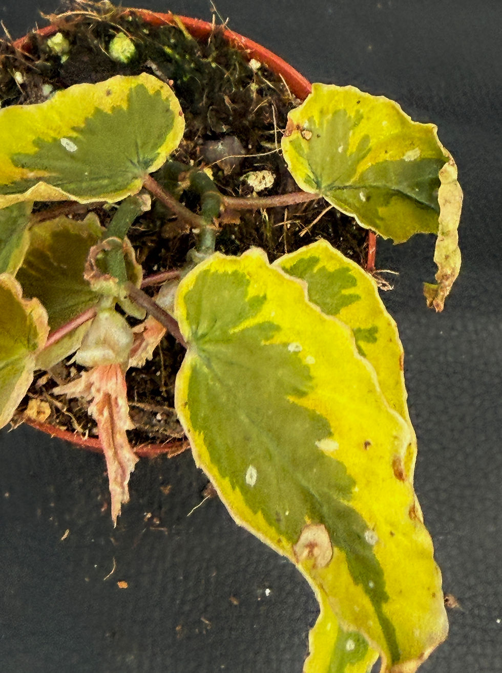 Miniatura: BEGONIA DAINTY SPRAY SPORT VARIEGATED