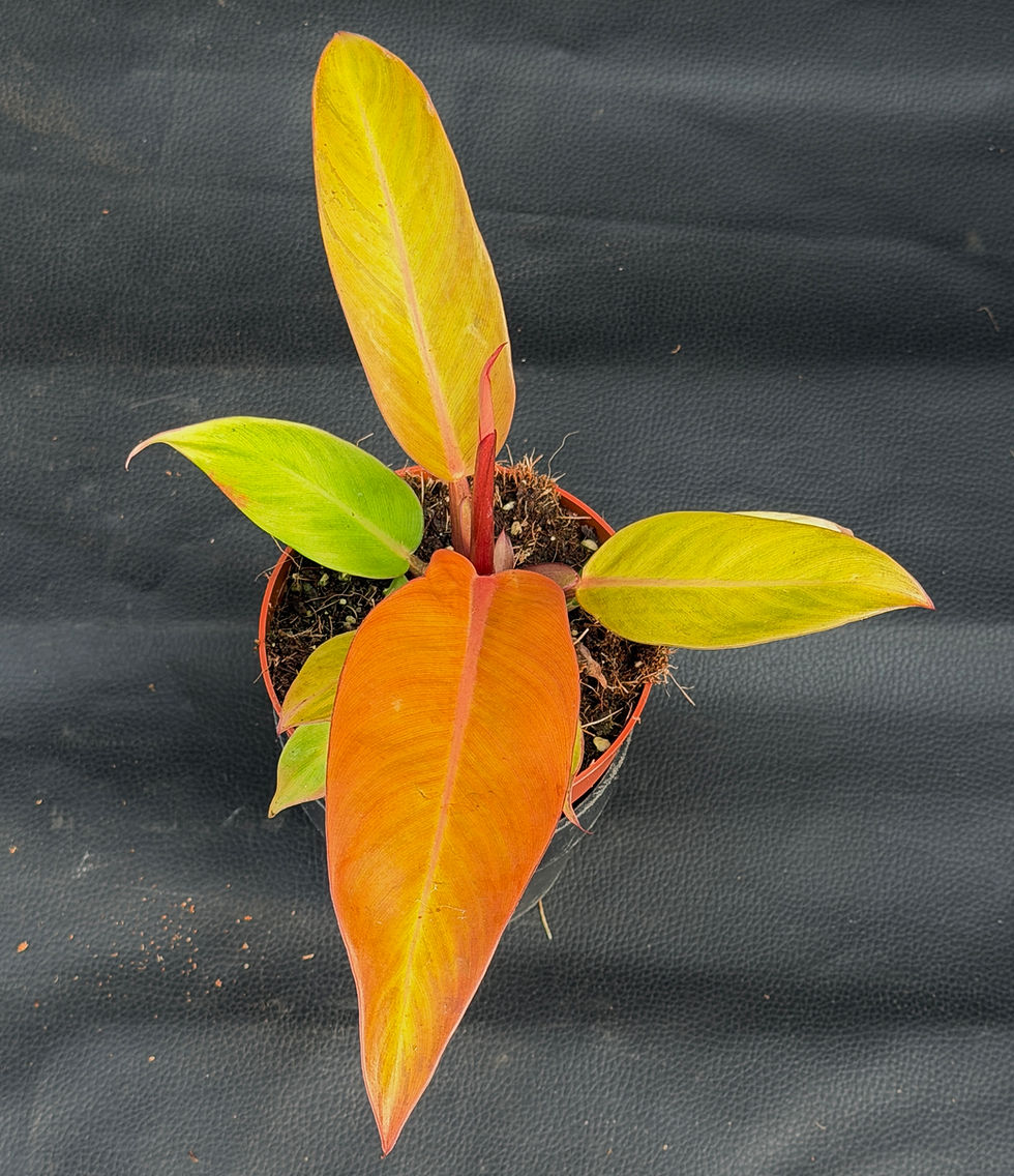 Miniature : PHILODENDRON PRINCE OF ORANGE