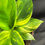 Miniatura: MUSA AUREA 1