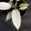 Miniatura: PHILODENDRON SNOWDRIFT BABY