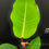 Miniatura: PHILODENDRON GENICULATUM JET STREAK XL