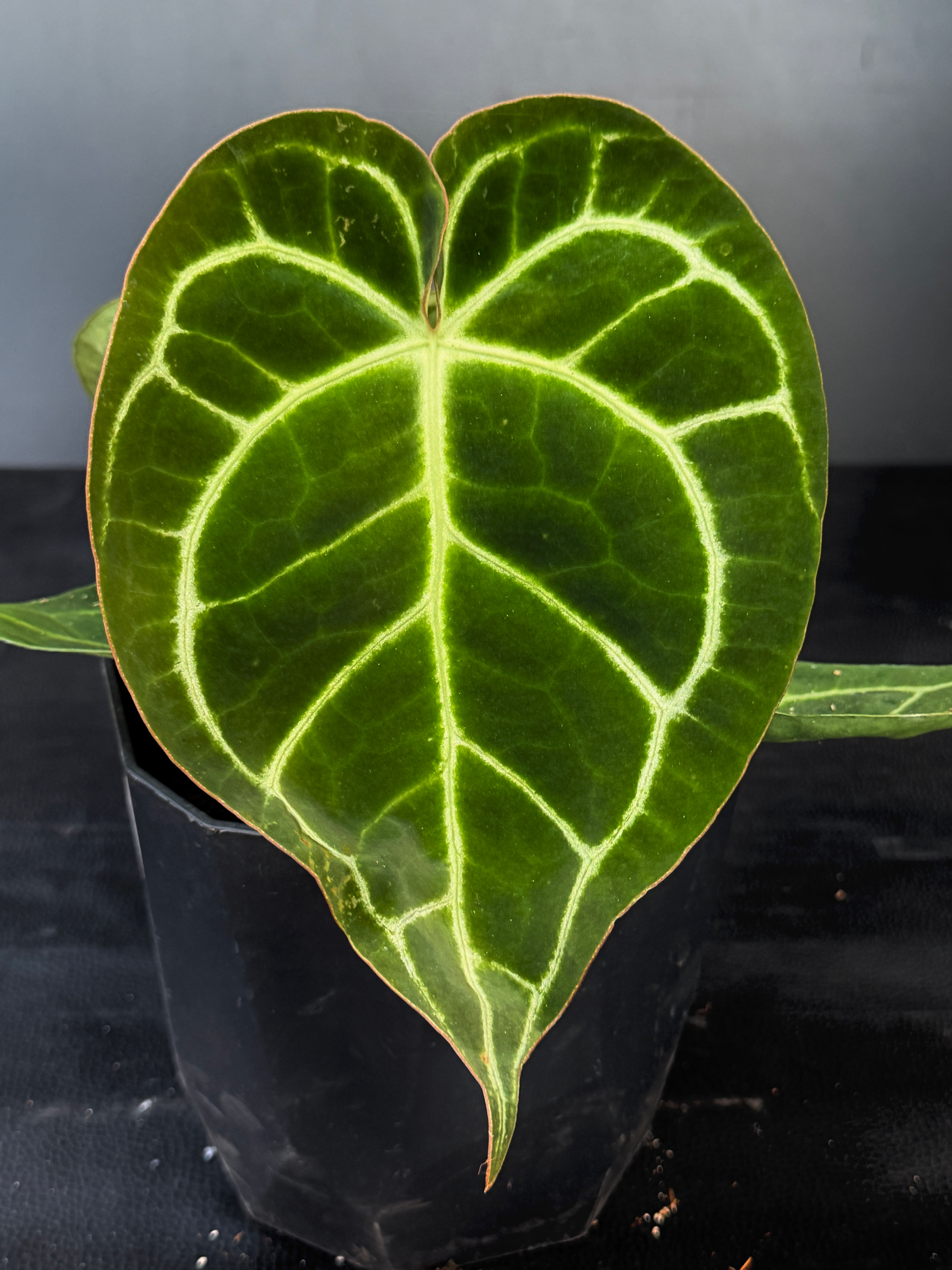 ANTHURIUM CRYSTALLINUM