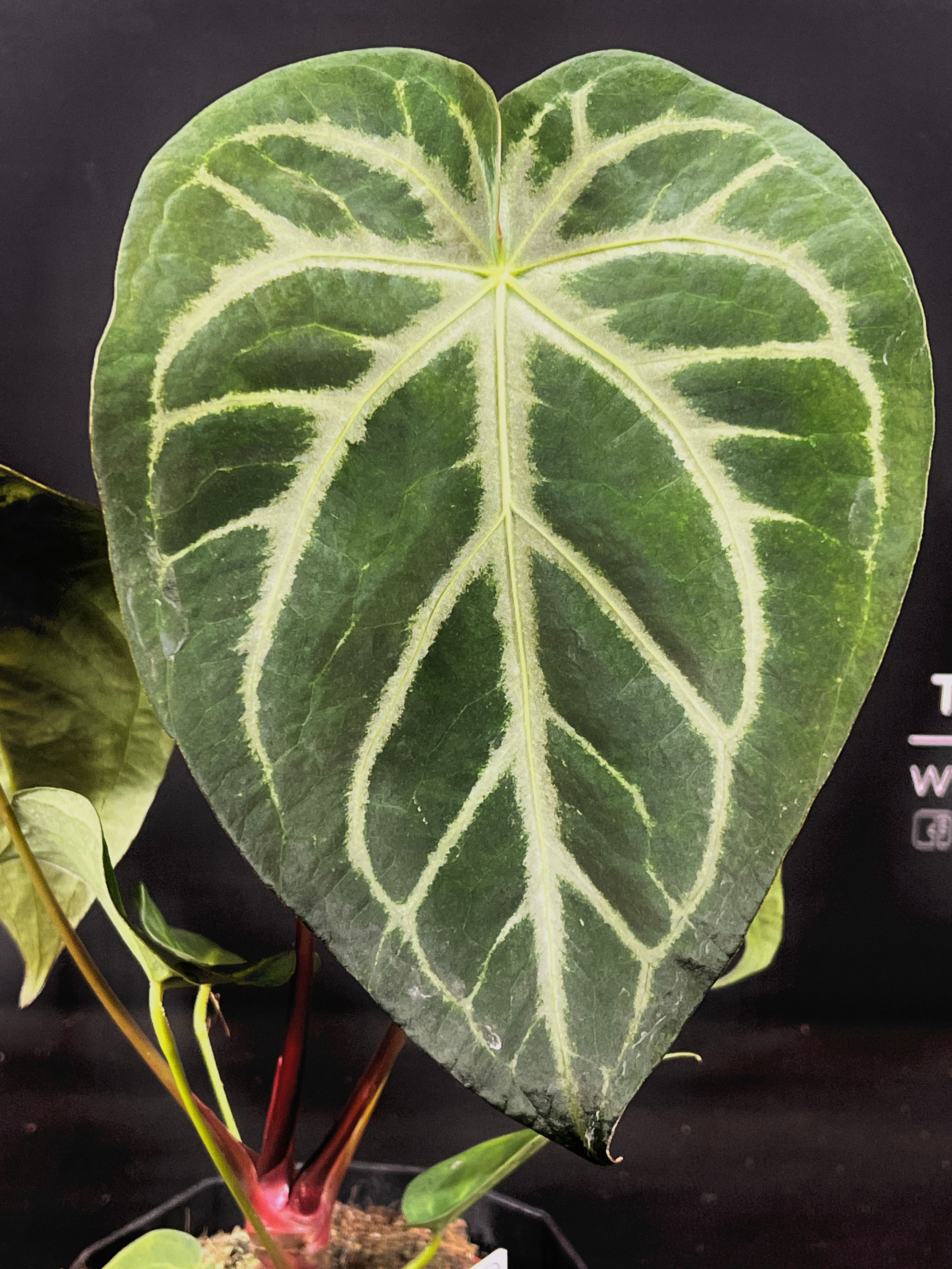 ANTHURIUM MAGNIFICUM