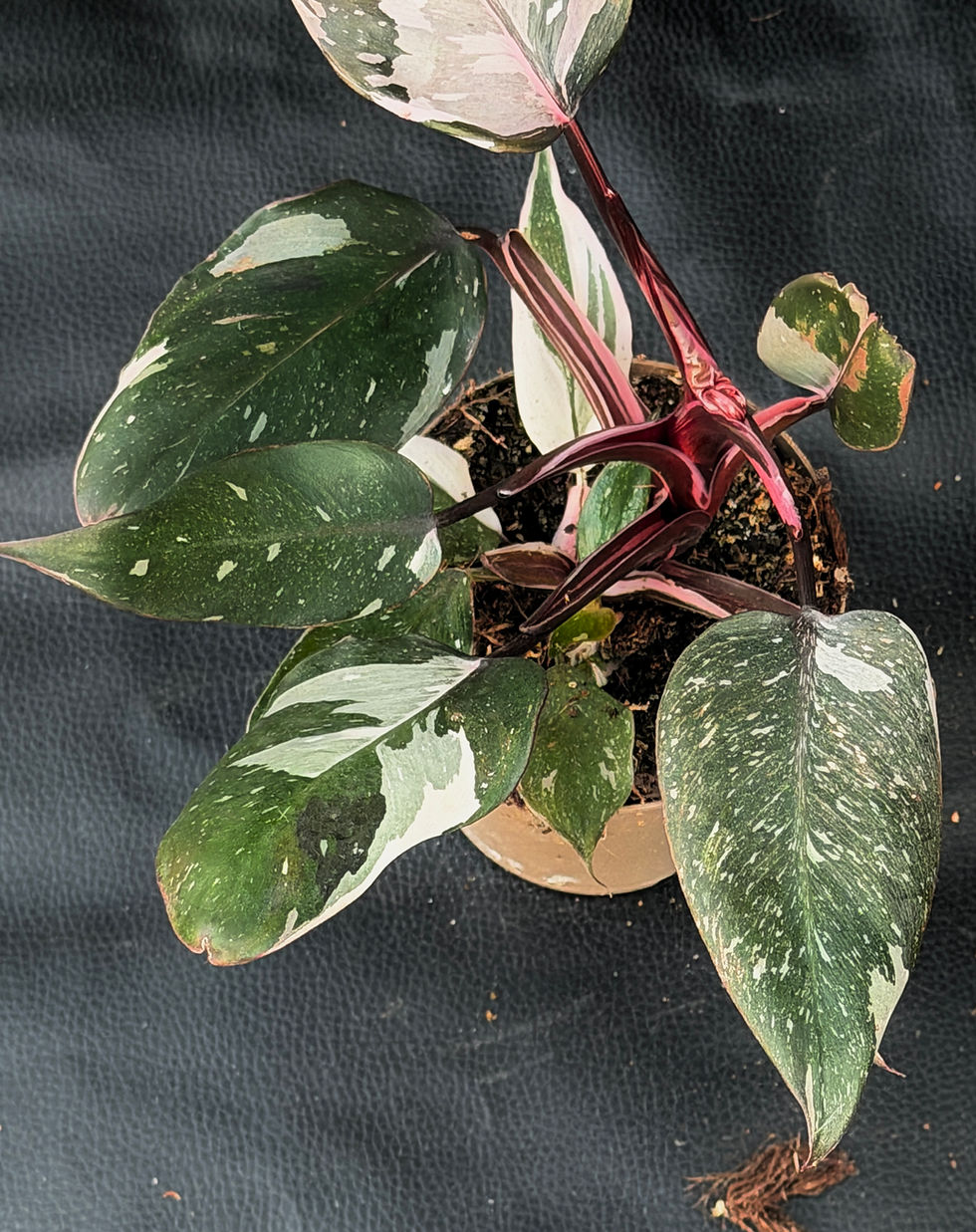 Miniatura: PHILODENDRON RED ANDERSON