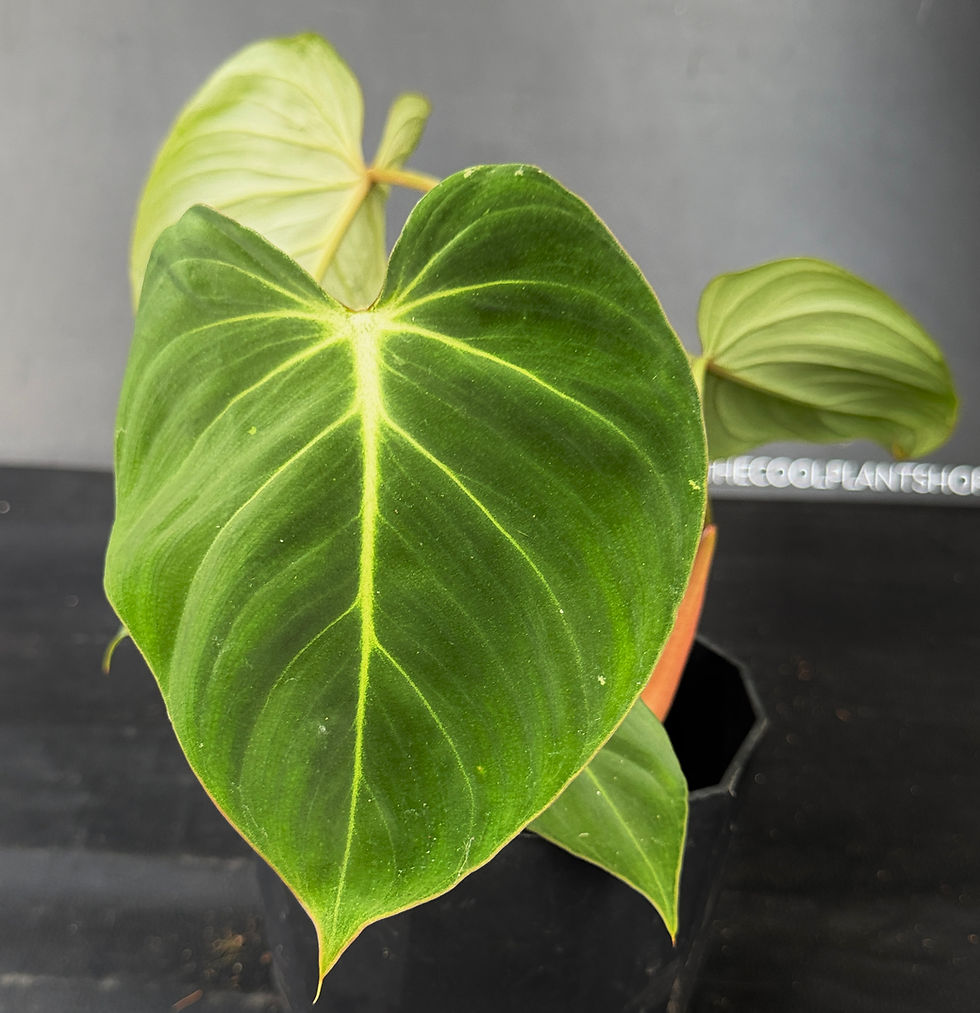 Miniatura: PHILODENDRON GLORIOSUM