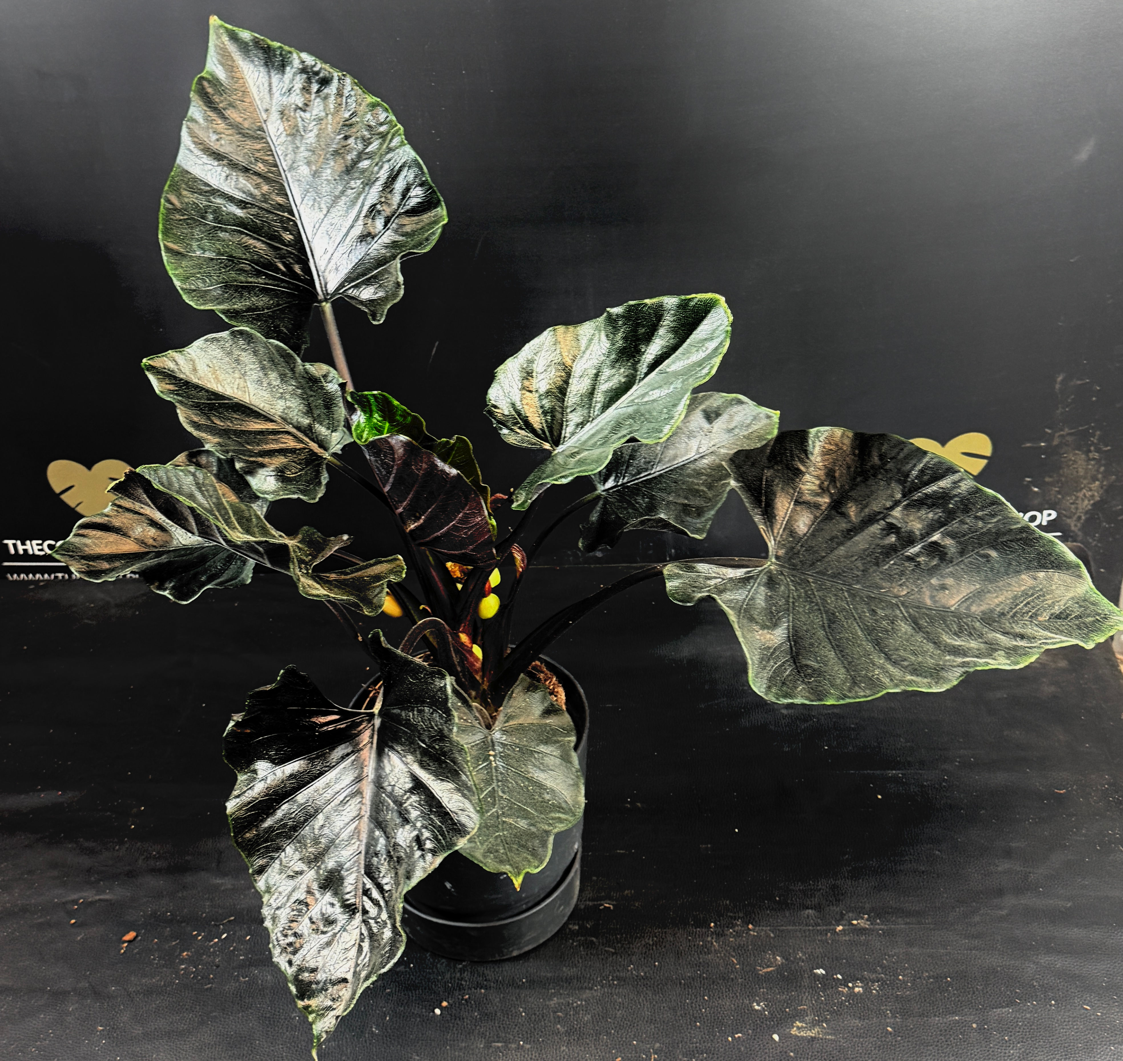 ALOCASIA ANTORO VELVET XL