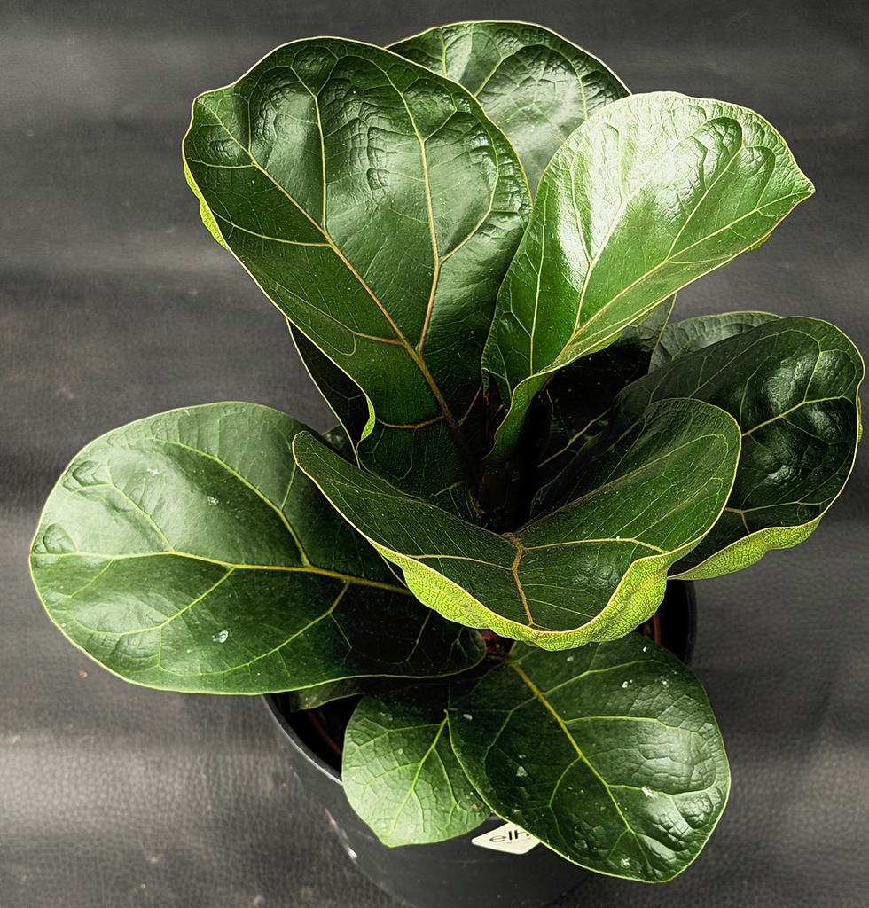 Miniatura: FICUS LYRATA BAMBINO