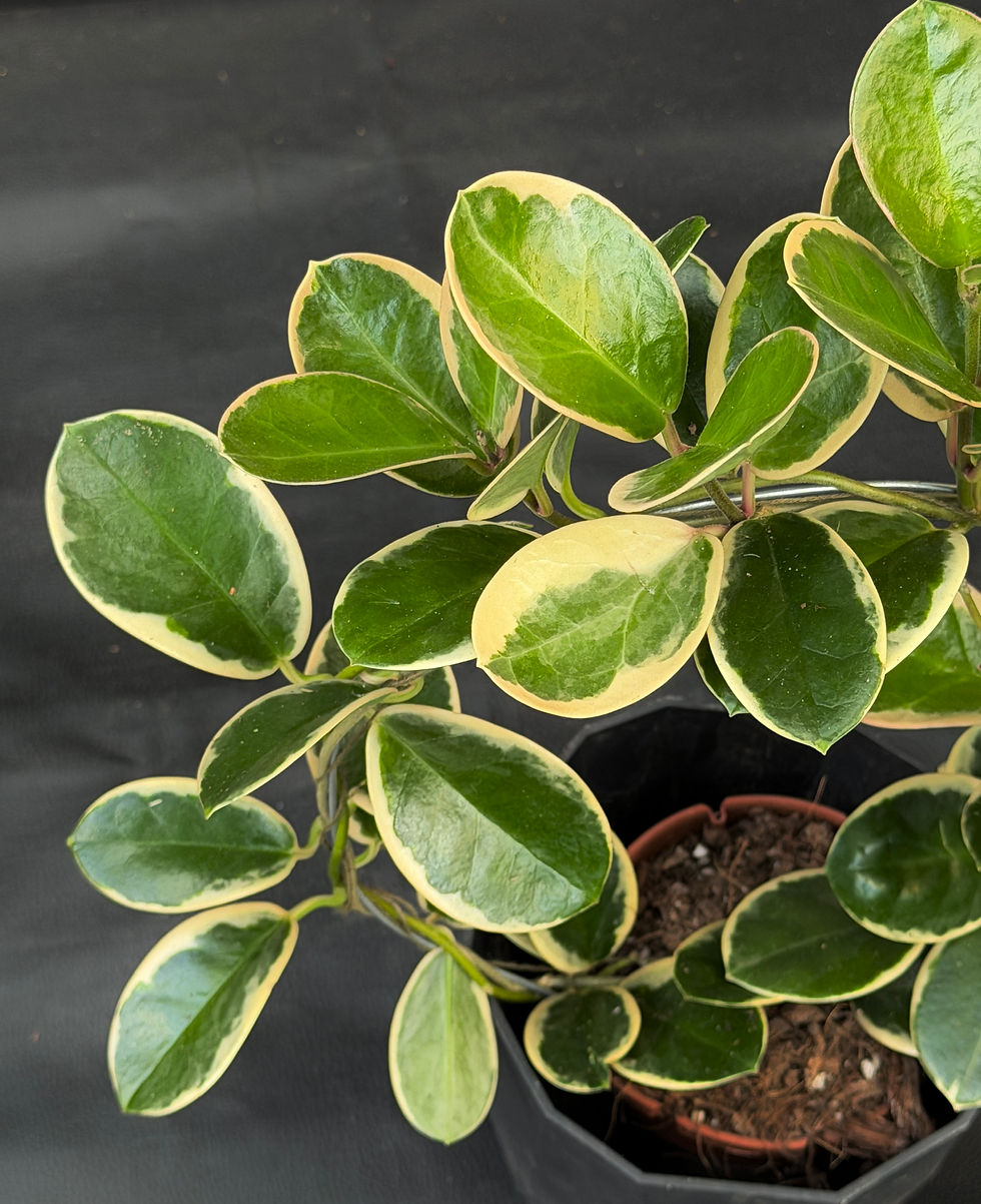 Miniatura: HOYA BLONDIE BOOG