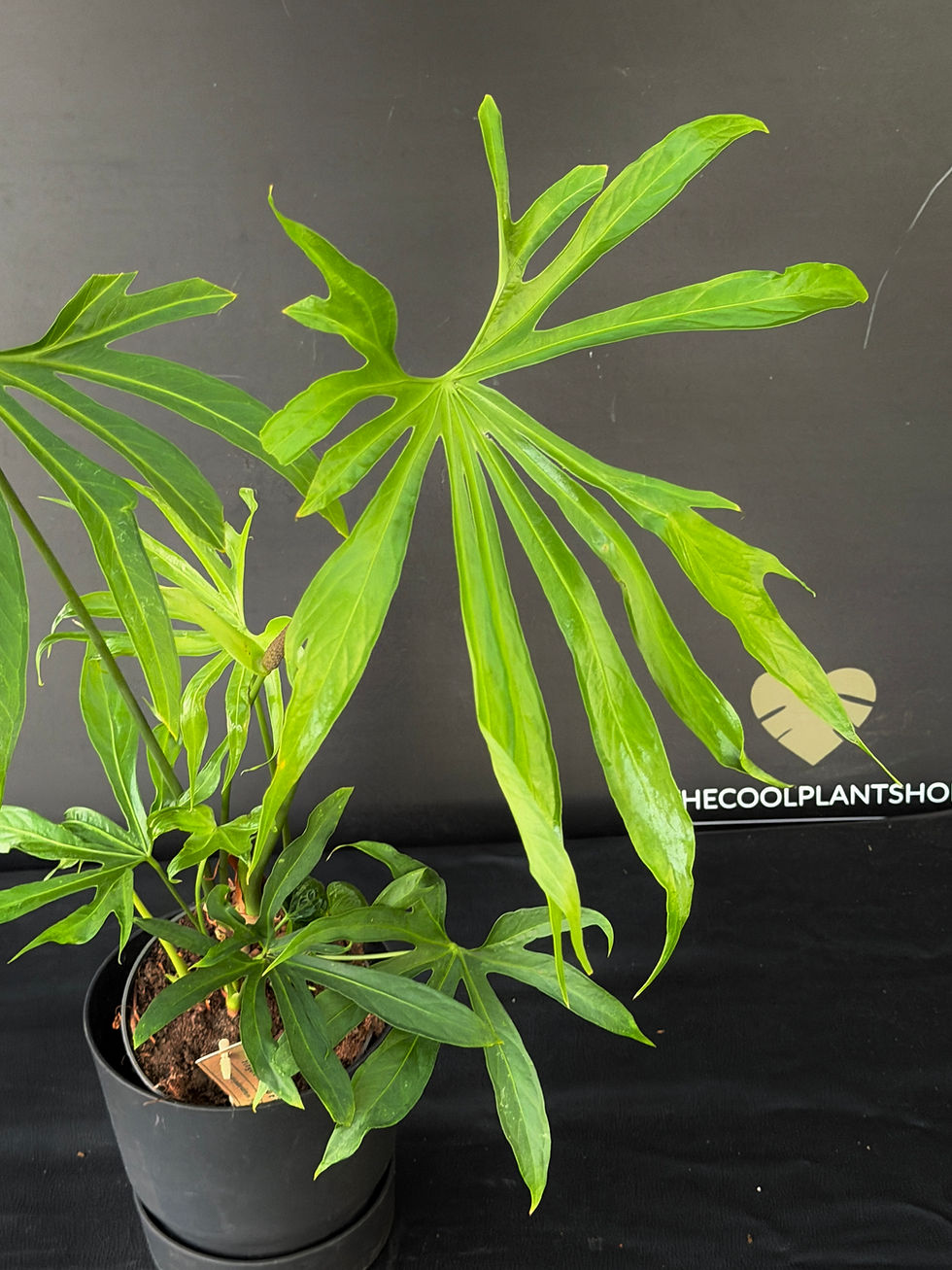 Miniatura: ANTHURIUM PEDATORADIATUM XL8