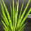 Miniatura: SANSEVERIA PINEAPPLE LARGE