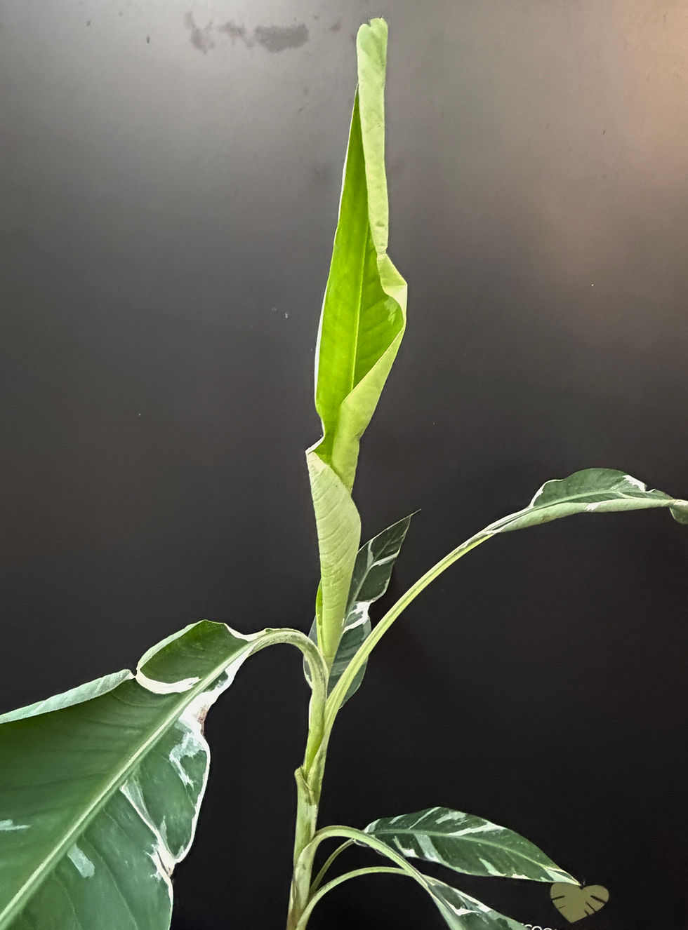 Miniatura: MUSA FLORIDA VARIEGATED GIANT 1