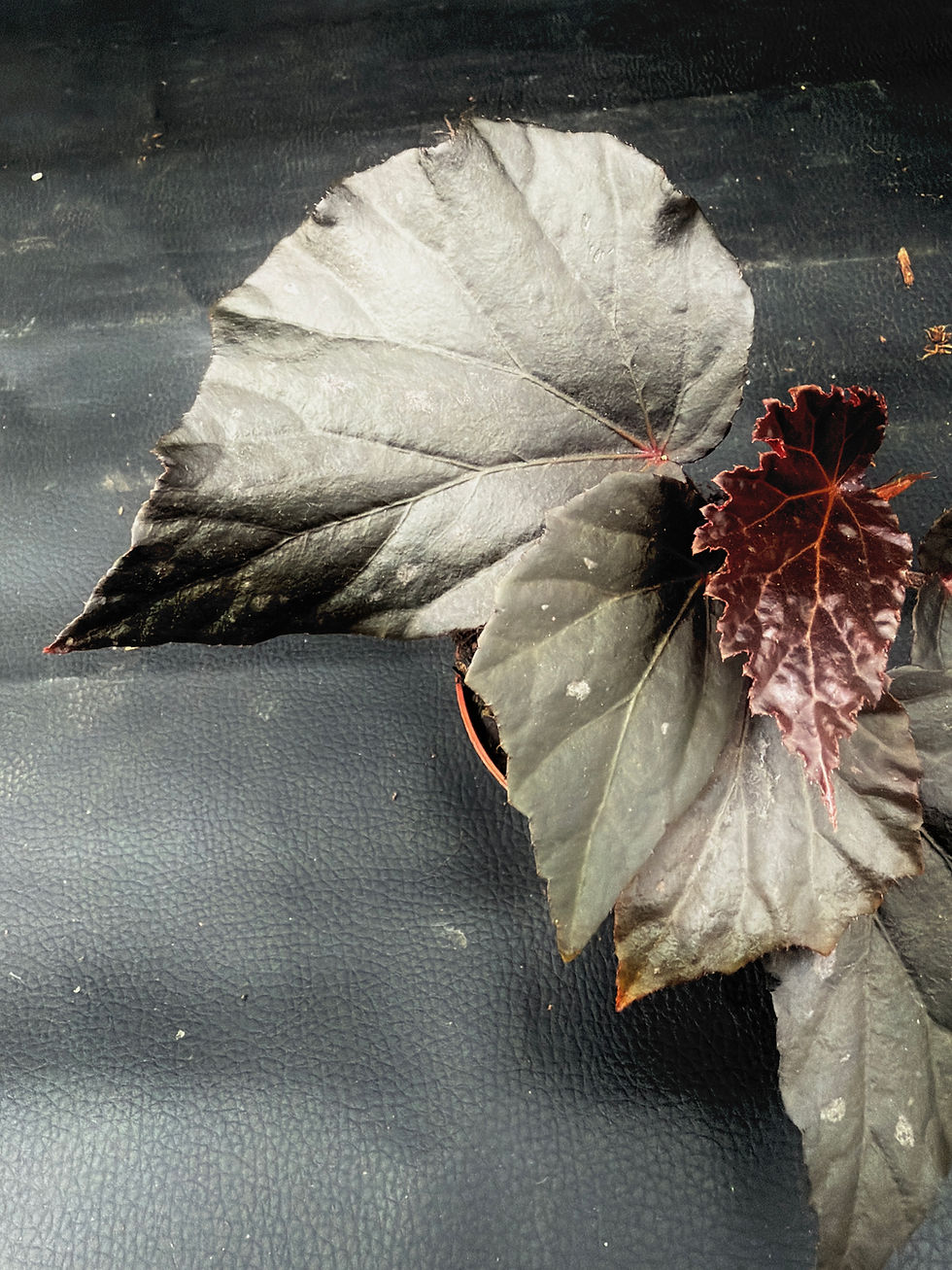 Miniatura: BEGONIA BLACK CAT
