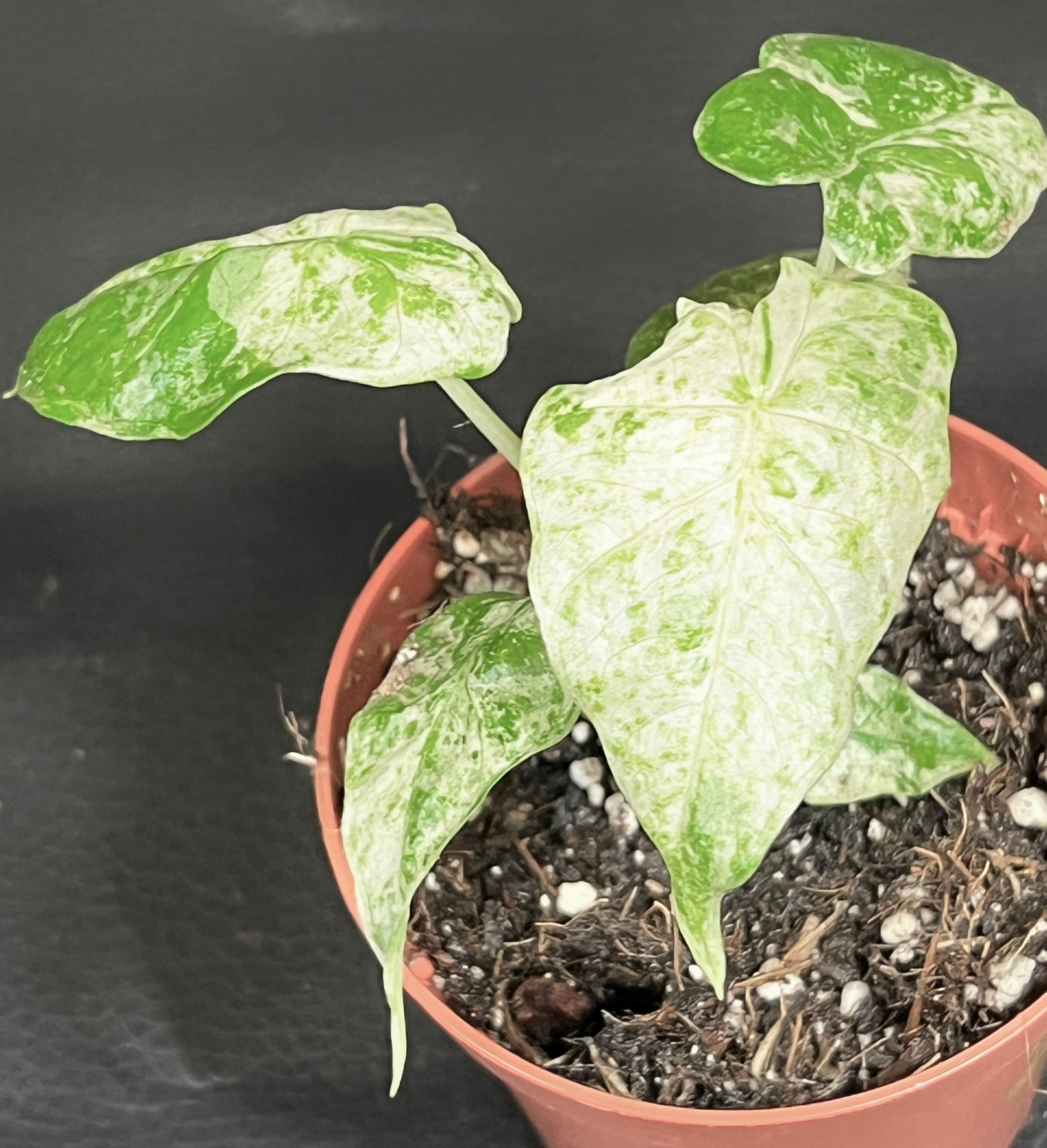 ALOCASIA ODORA BATIK VARIEGATA SMALL 2