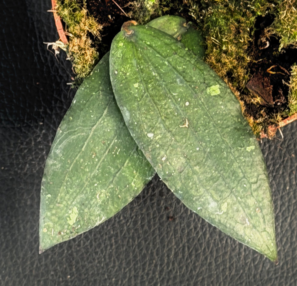 Miniatura: HOYA WIBERGIAE
