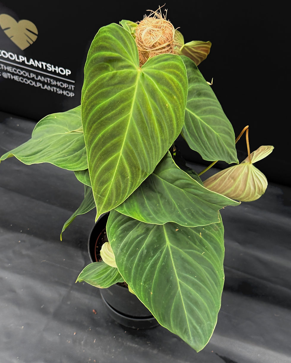 Miniatura: PHILODENDRON SPLENDID XL1