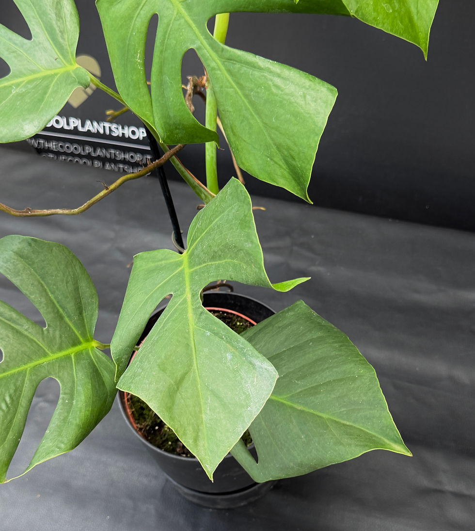 Miniatura: MONSTERA SIERRANA XL1