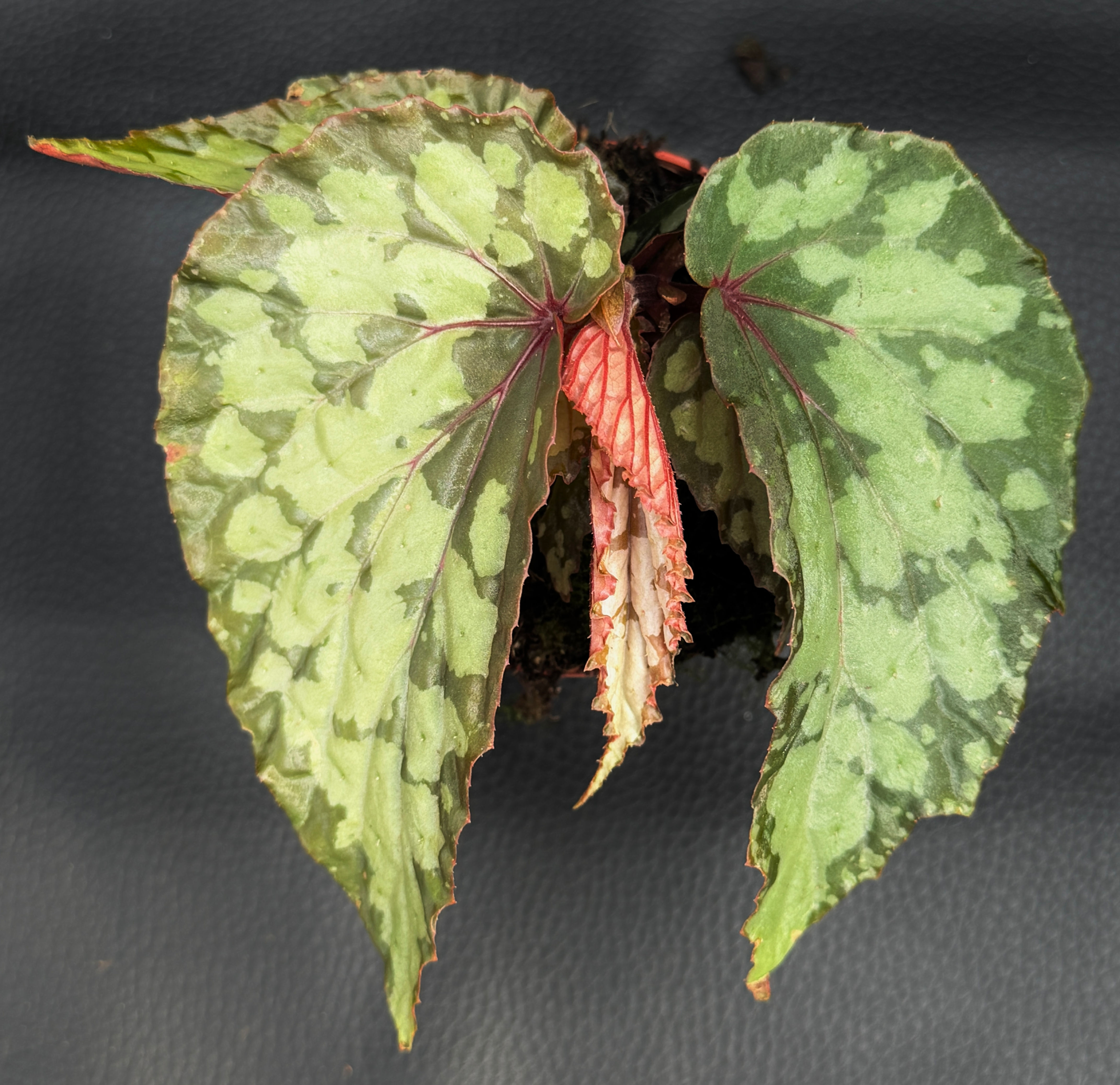BEGONIA LUCIFER