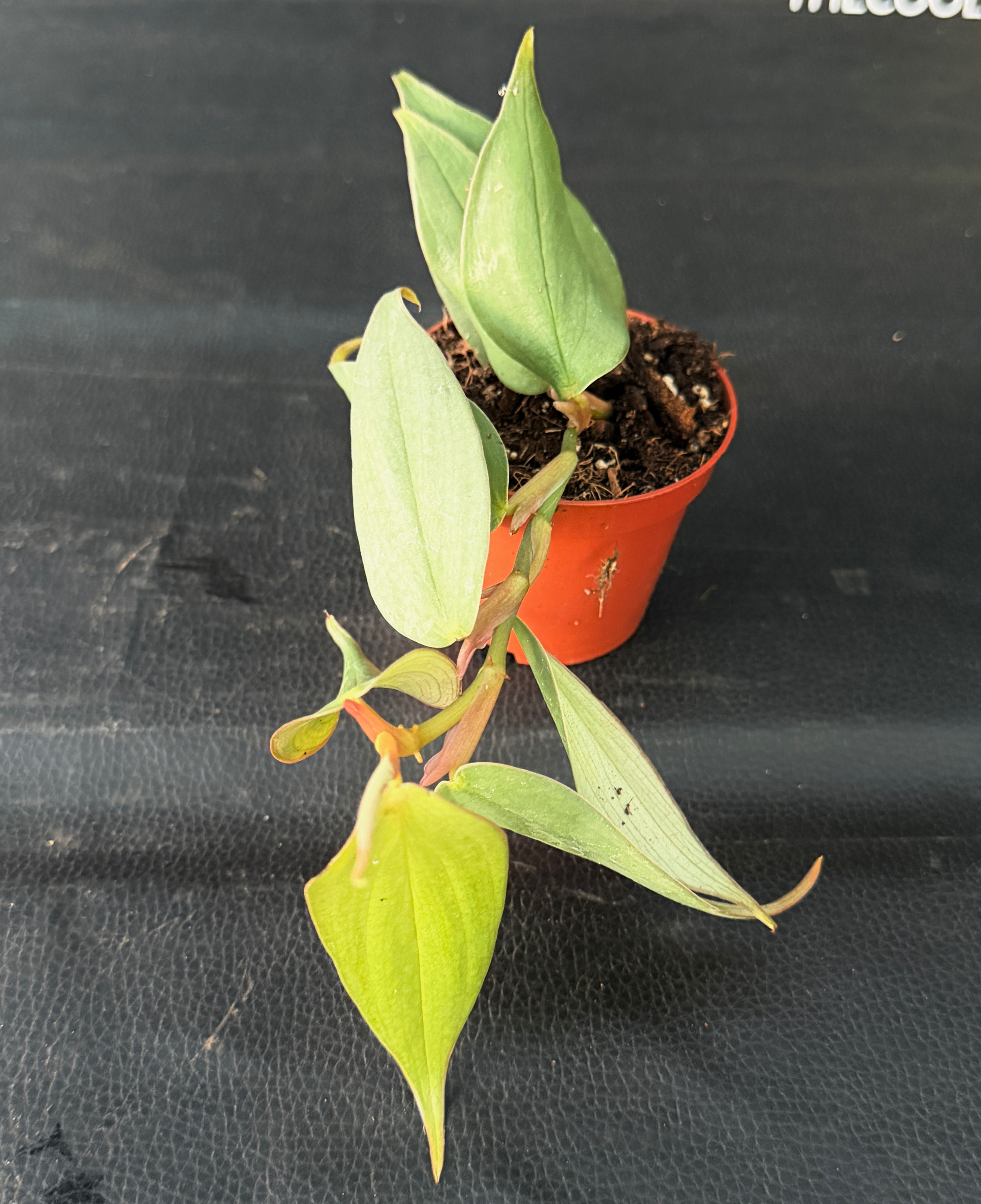 PHILODENDRON BURLE MARX FANTASY SMALL 1