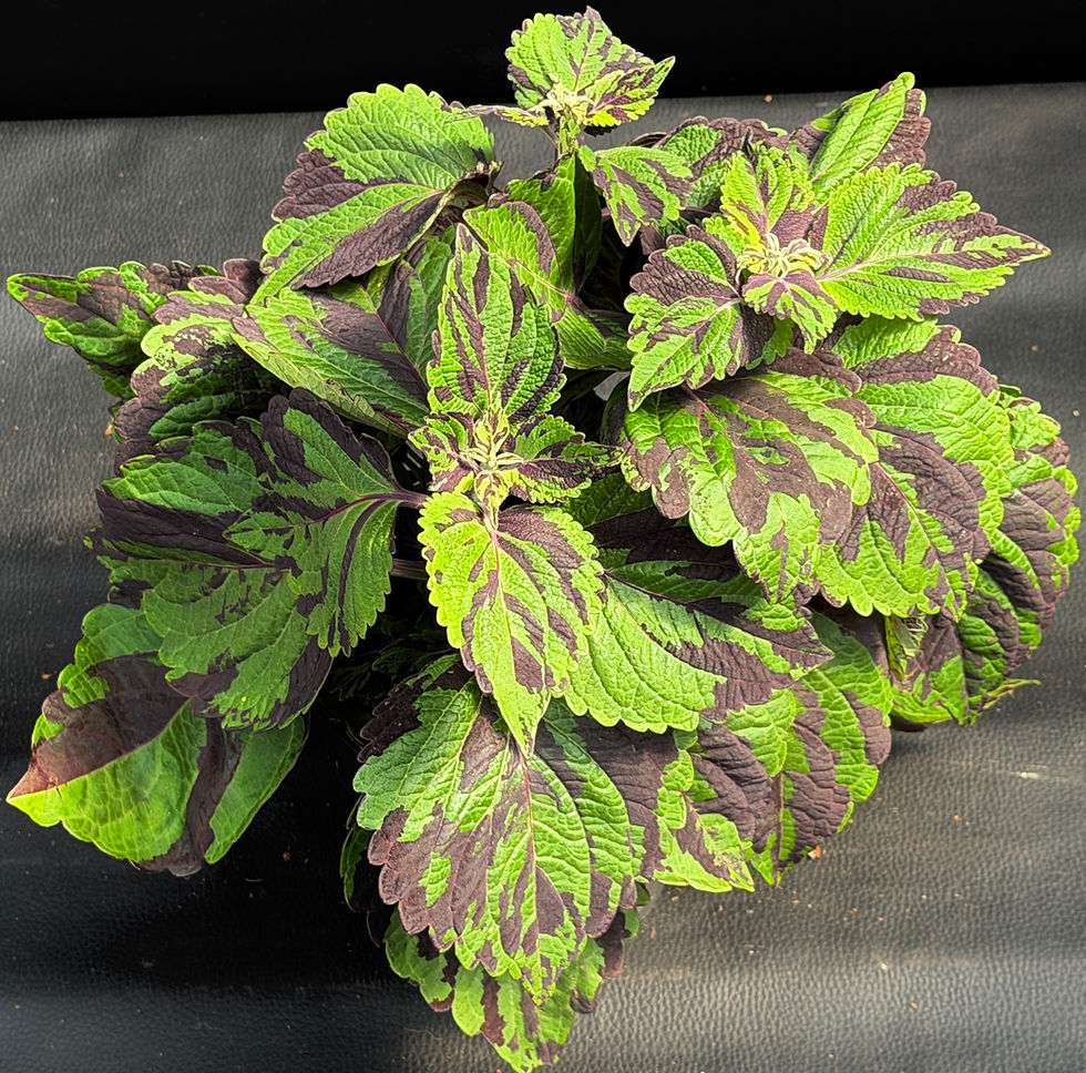 Miniatura: COLEUS TIGER