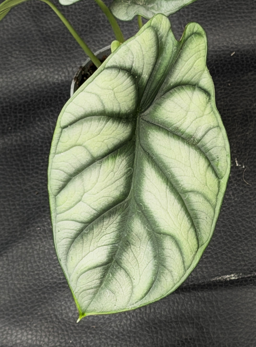 Miniatura: ALOCASIA SILVER DRAGON BABY