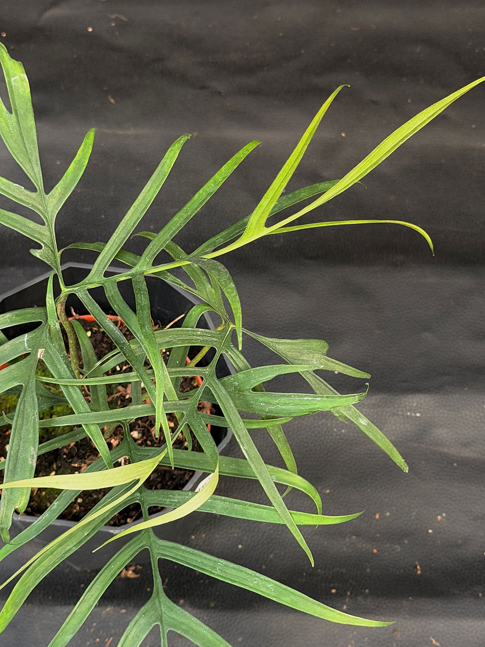 Miniatura: PHILODENDRON POLYPODIODES LARGE 2
