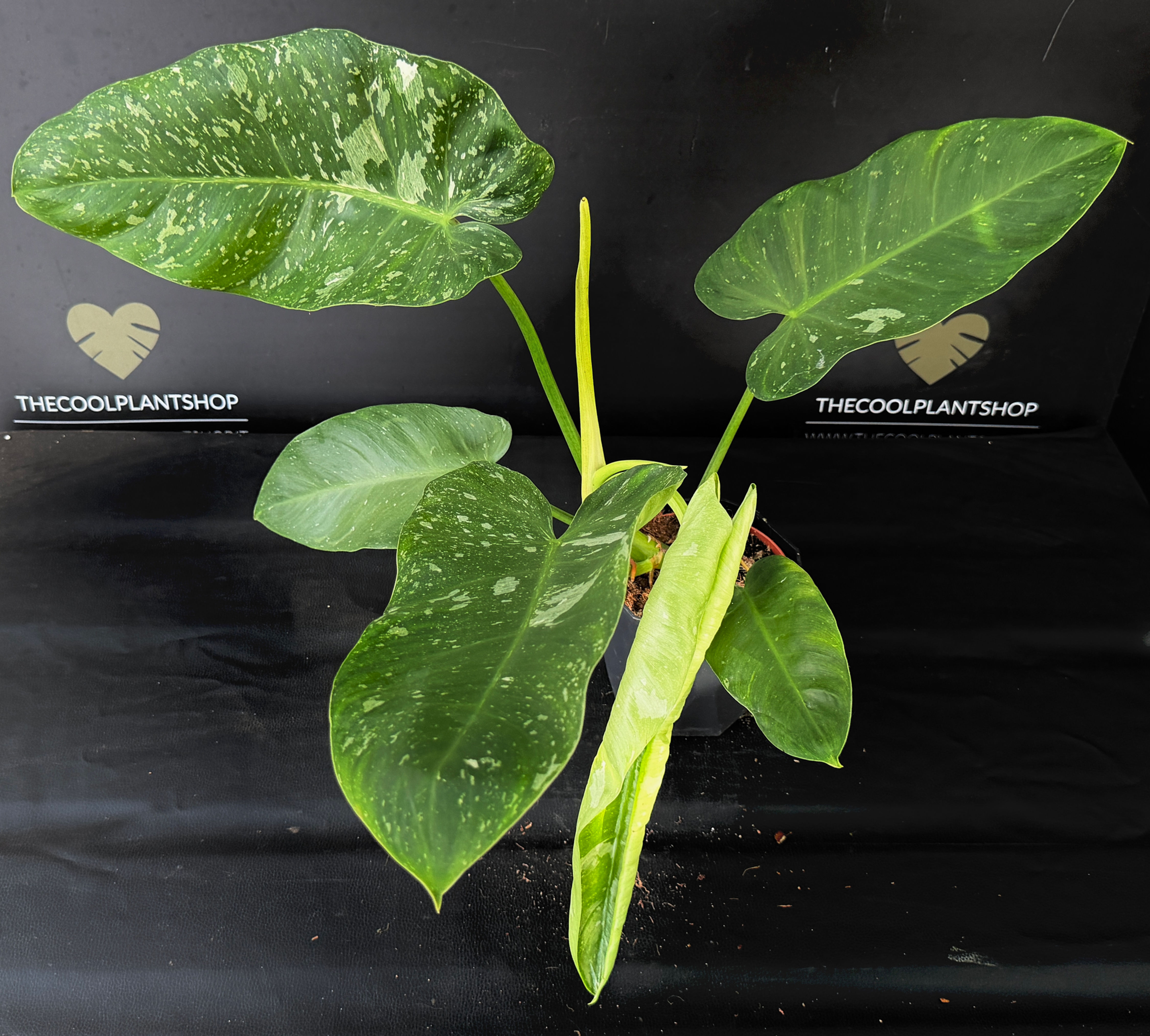 PHILODENDRON JOSE BUONO XL1