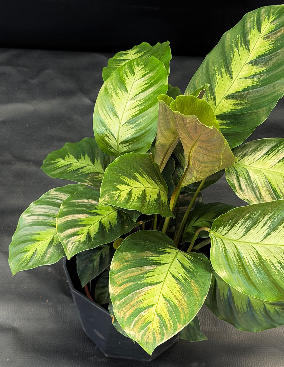 Miniatura: CALATHEA MISTO