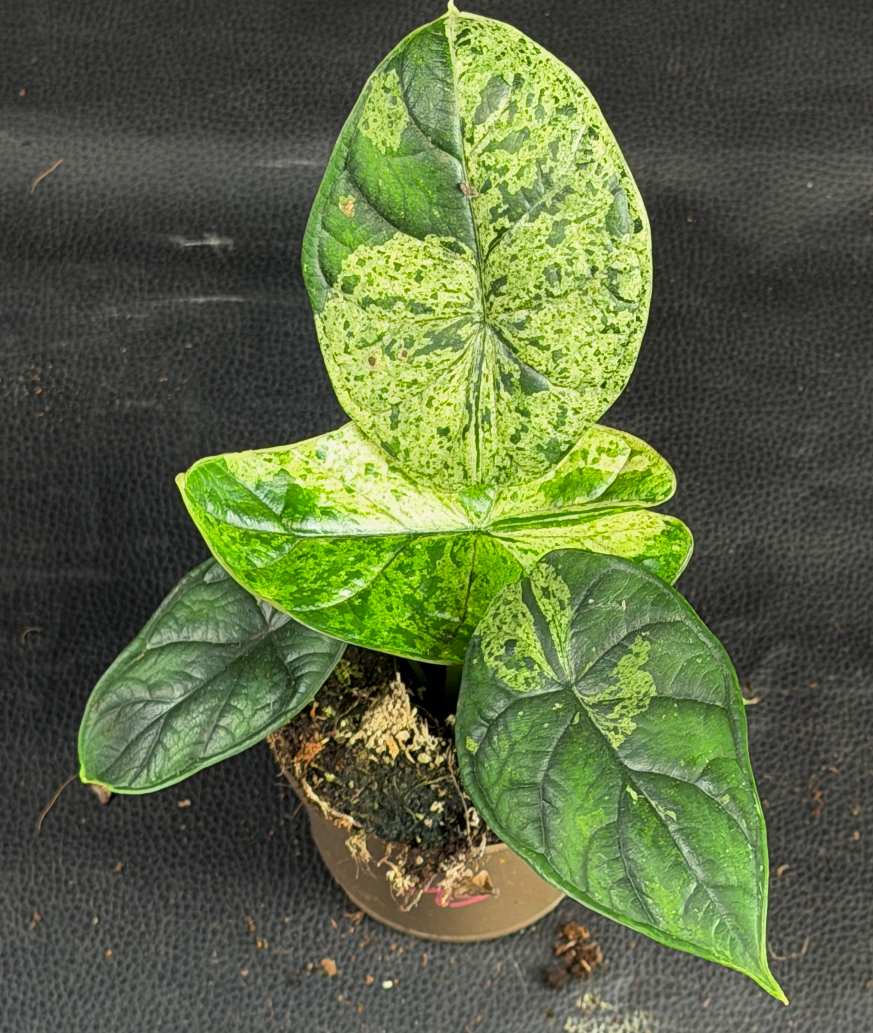 ALOCASIA DRAGON SCALE MINT 13