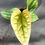 Miniatura: ANTHURIUM LUXURIANS X RADICANS  BABY