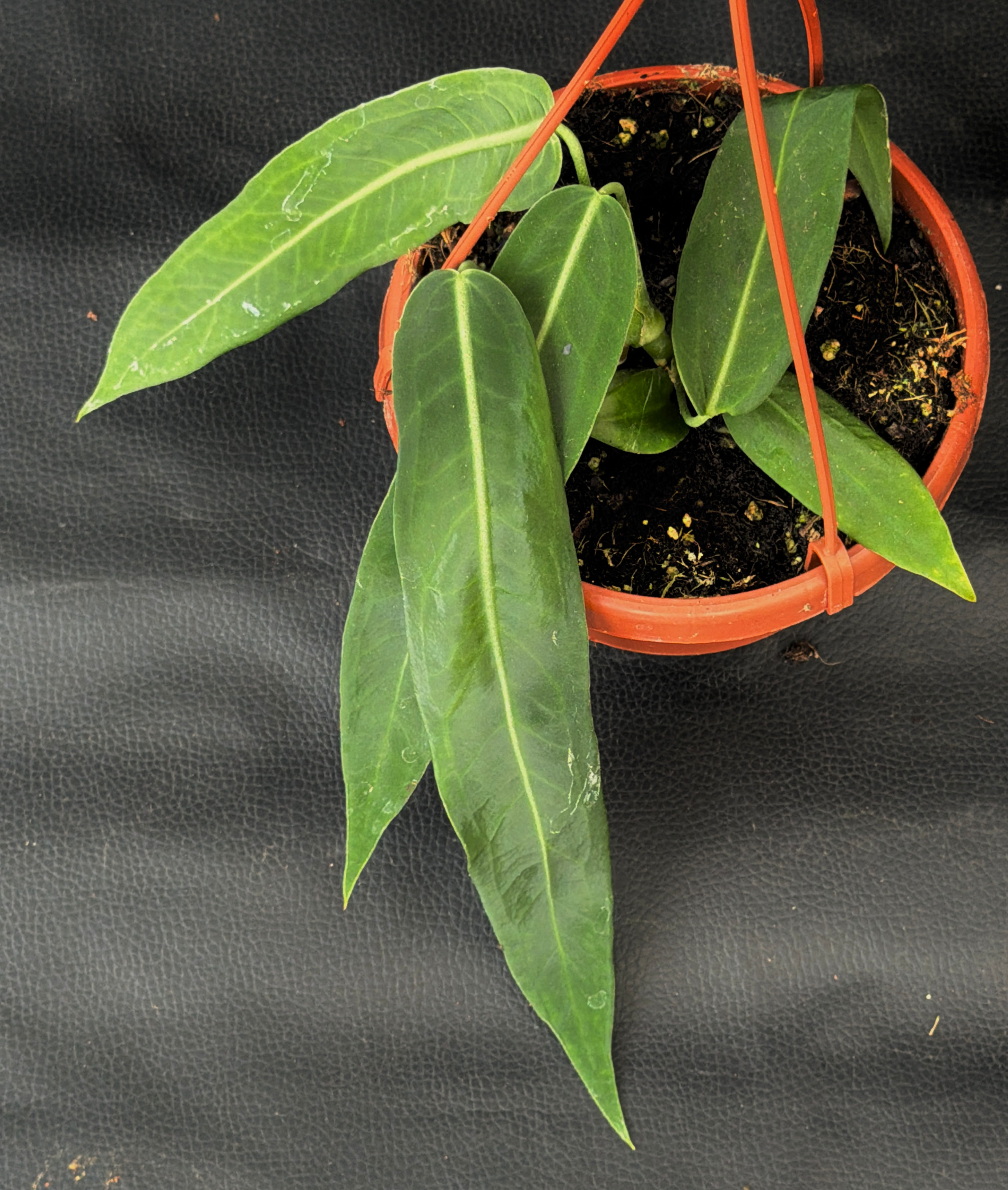 ANTHURIUM PALLIDIFLORUM R3