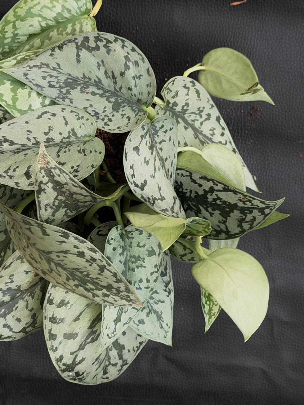 Miniatura: SCINDAPSUS SILVER LADY