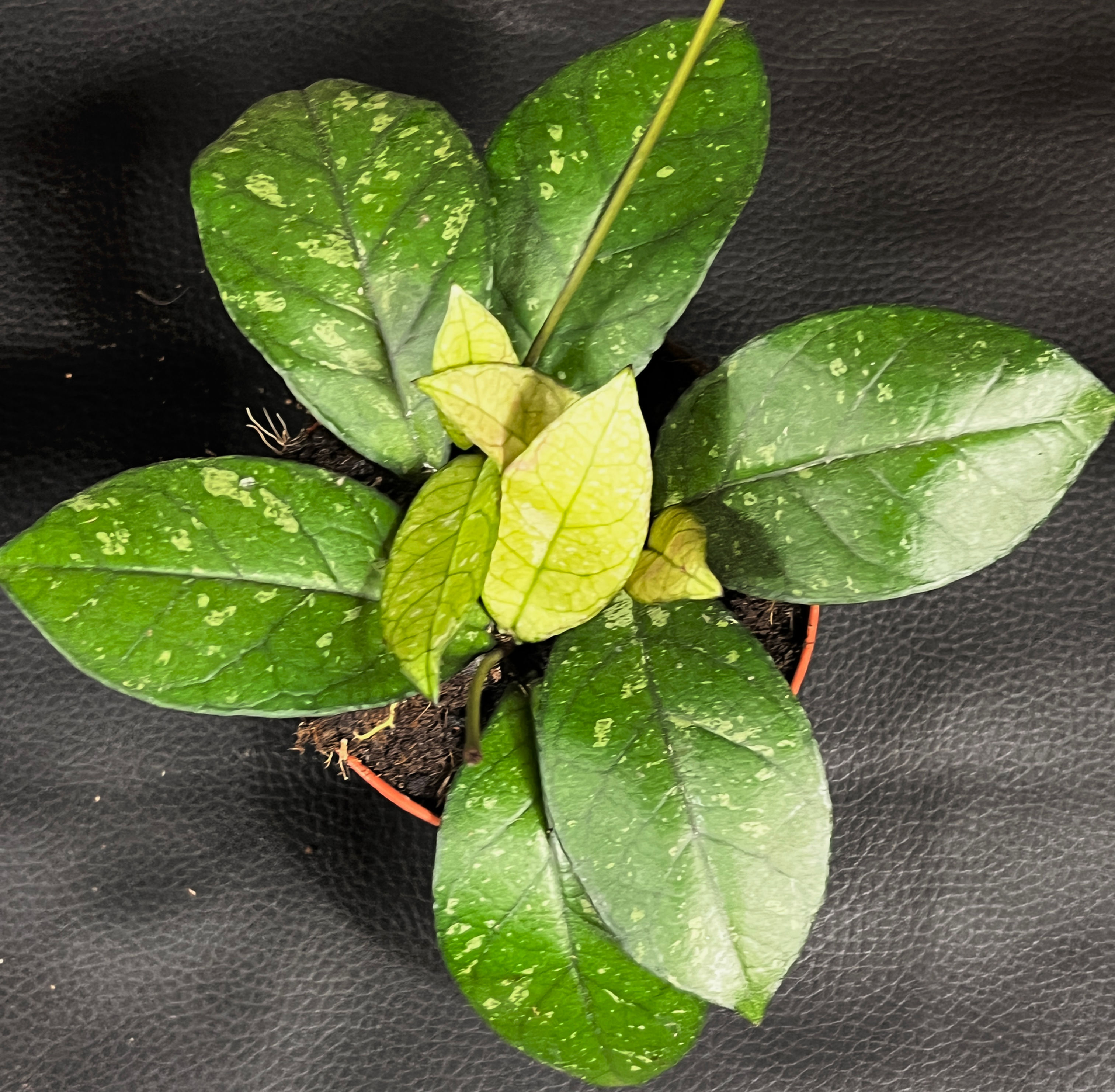 HOYA CRASSIPETIOLATA