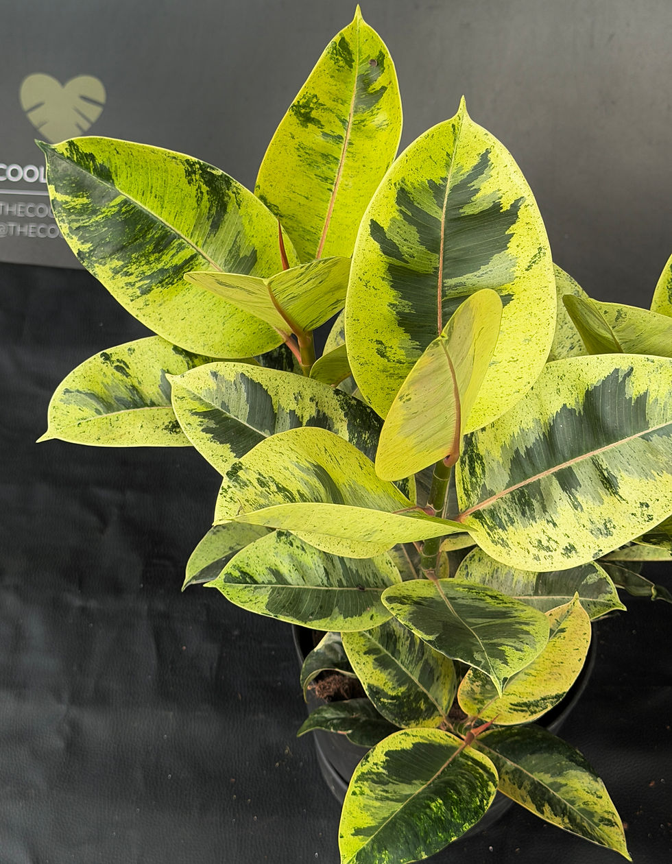 Miniatura: FICUS ELASTICA SHIVEREANA XL