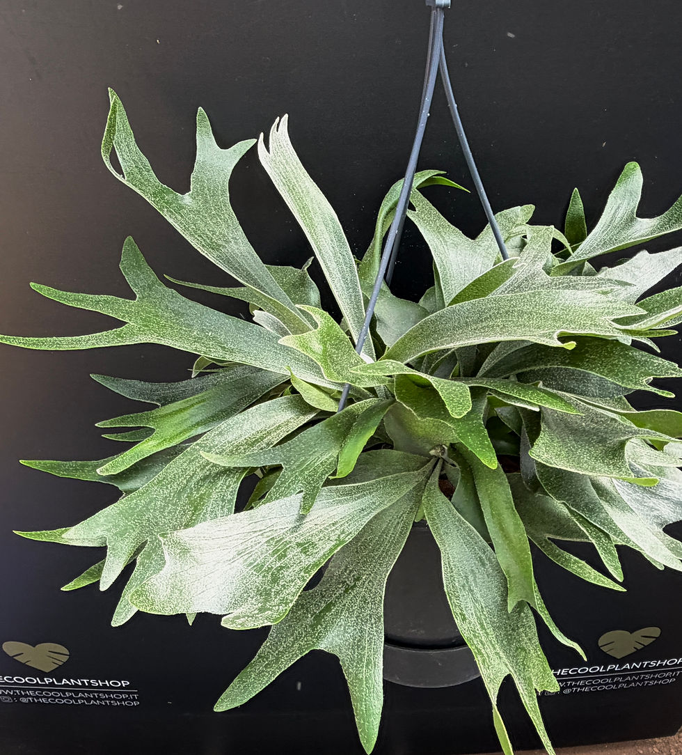 Miniatura: PLATYCERIUM BIFORCATUM XL BASKET