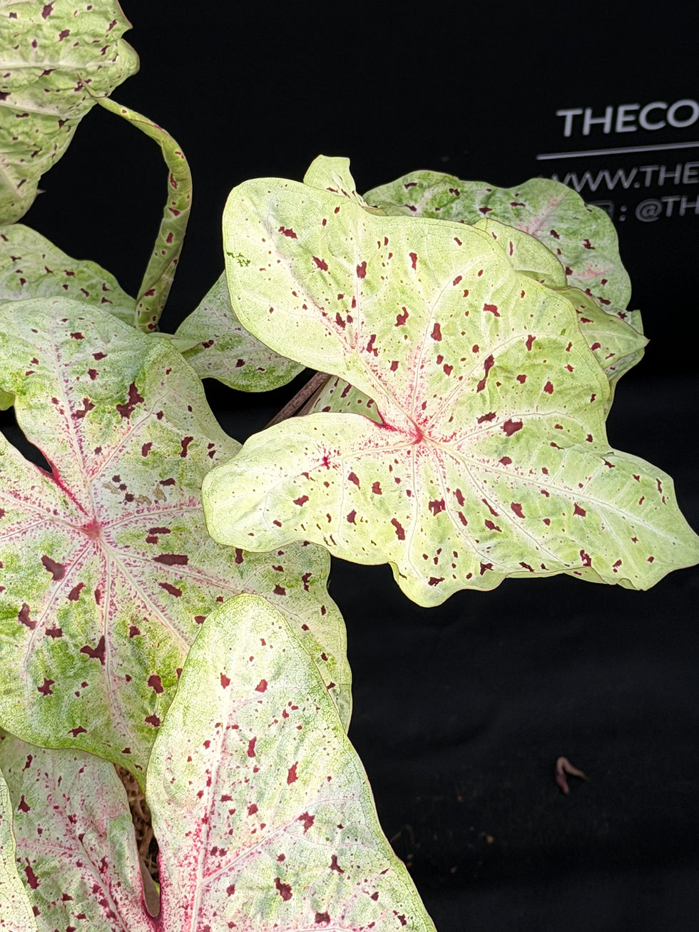 Miniatura: CALADIUM MISS MUFFET XL