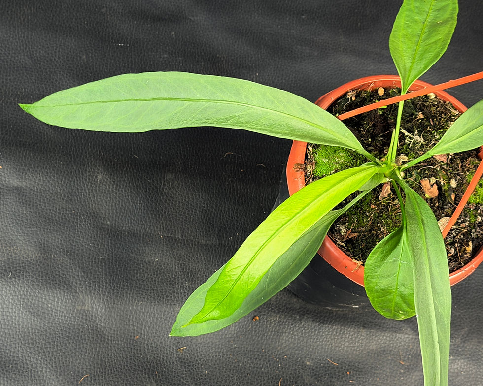 Miniatura: ANTHURIUM VITTARIFOLIUM LARGE BASKET K8
