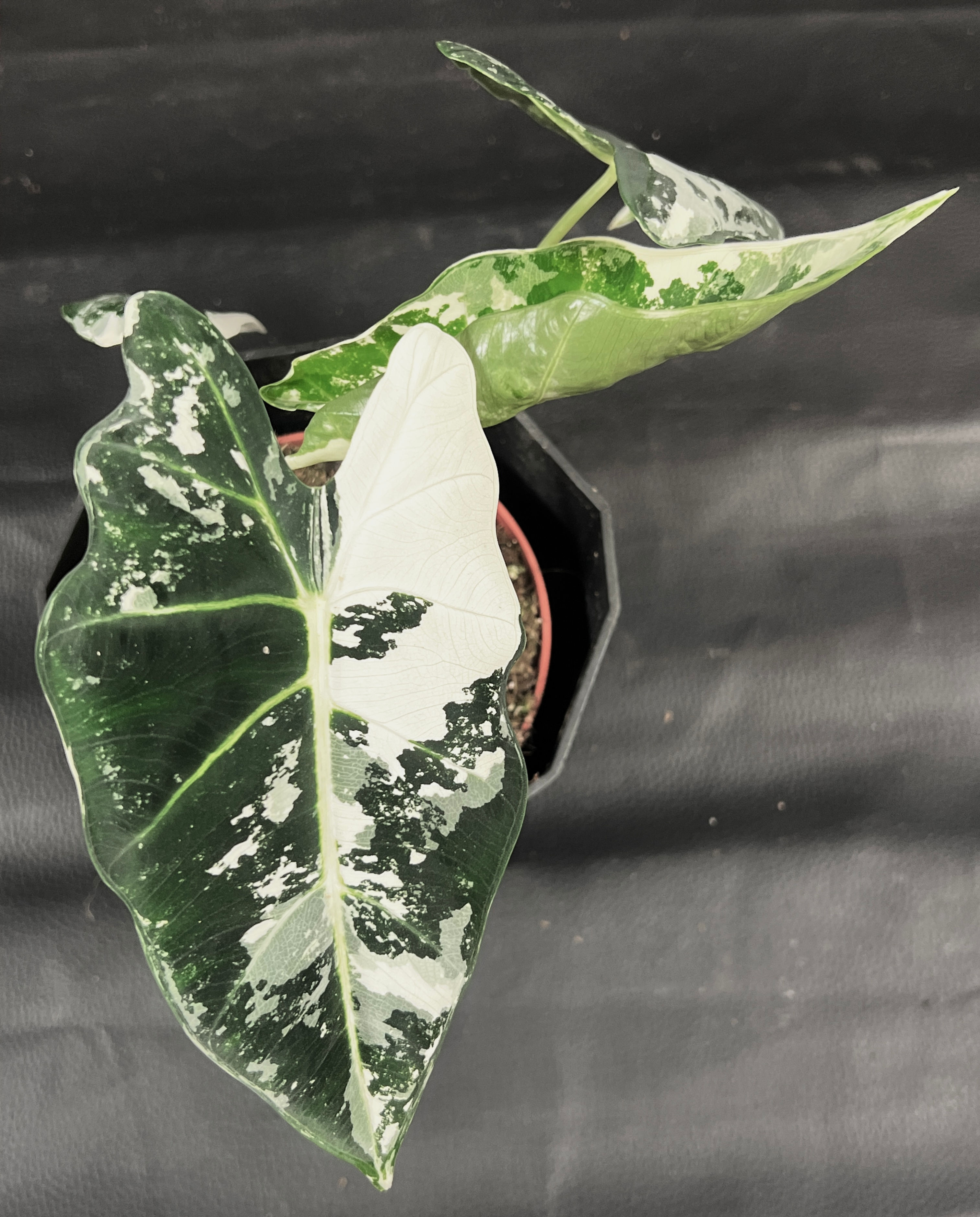 ALOCASIA FRYDEK VARIEGATED 6