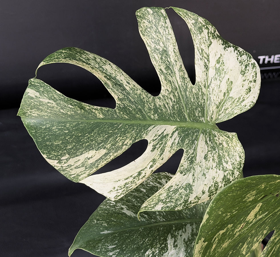 Miniatura: MONSTERA MINT XL3