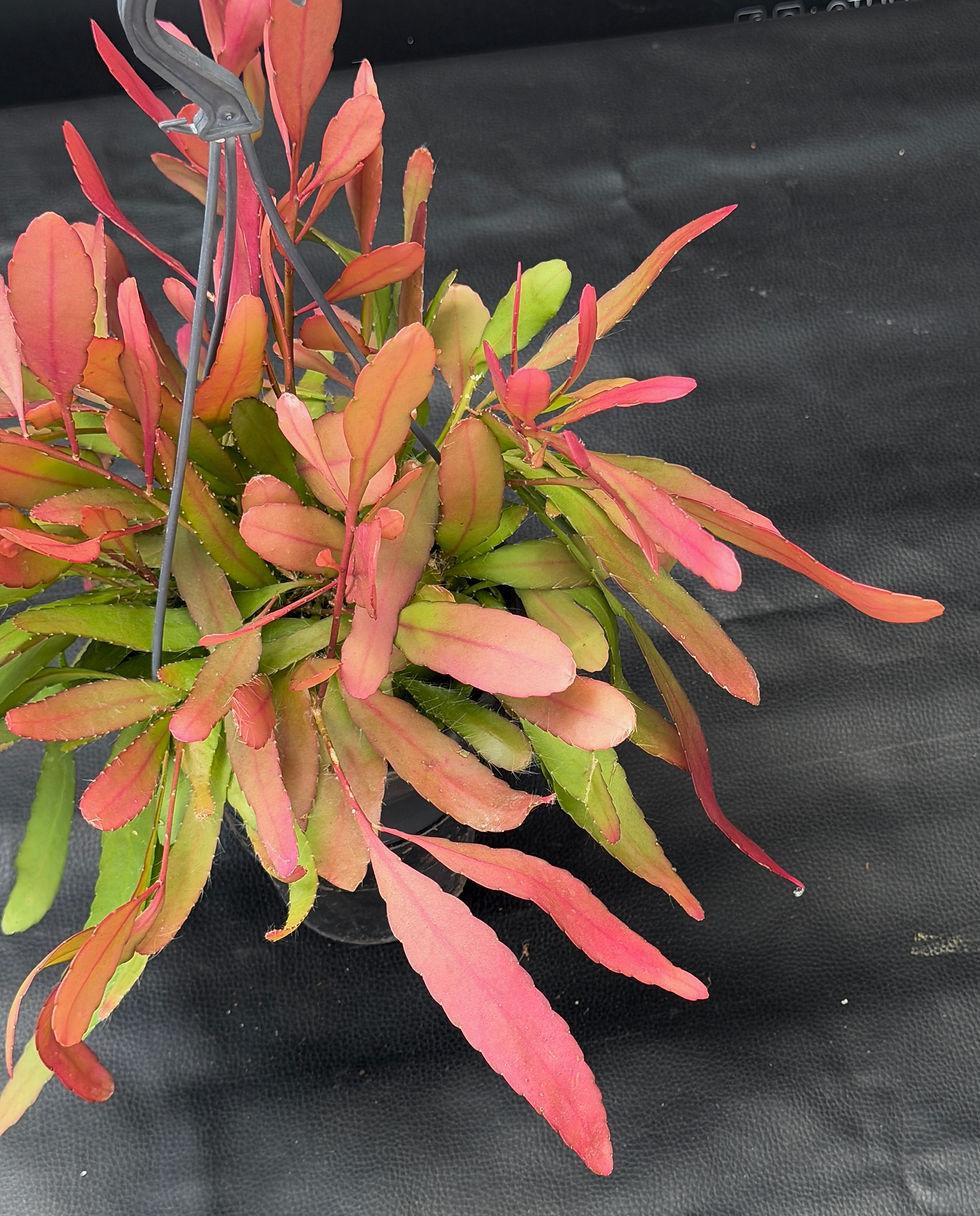 Miniatura: RHIPSALIS RED CORAL LARGE BASKET
