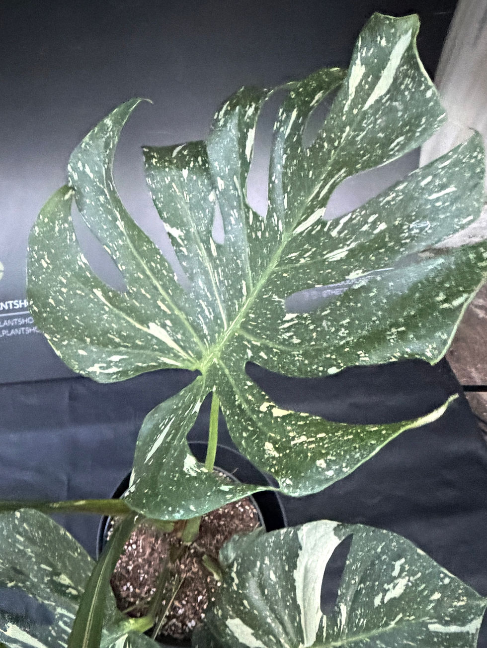 Miniaturbild: MONSTERA THAI CONSTELLATION GIANT 2