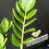 Miniaturbild: ZAMIOCULCAS ZAMIIFOLIA GIANT